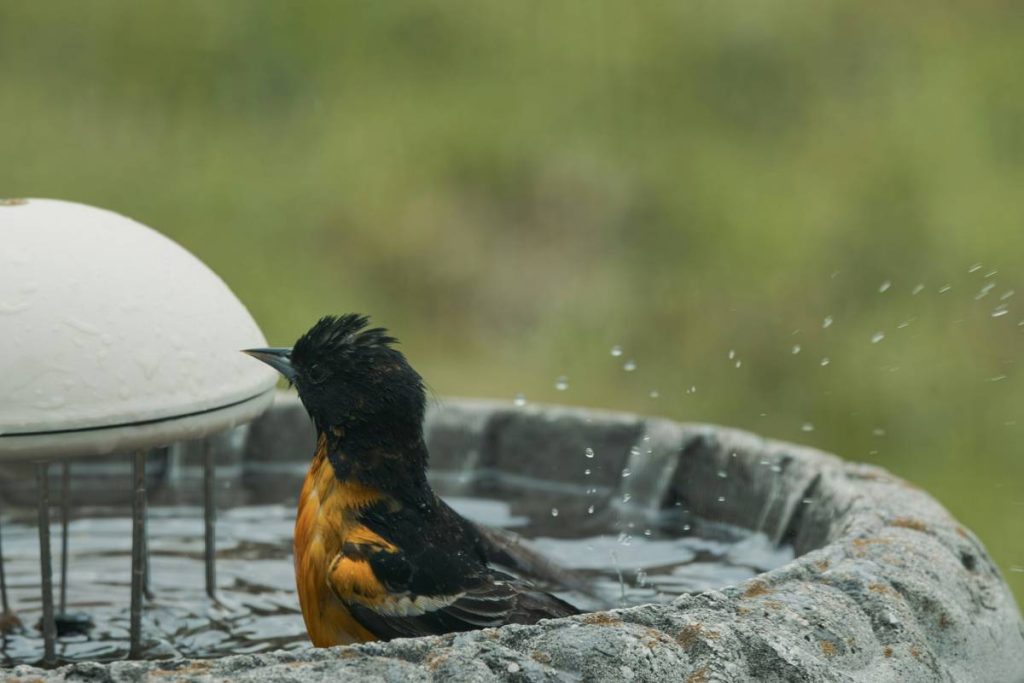 Outdoor Fountains and Waterfalls: 7 Proven Tips to Avoid Costly Mistakes