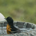 Outdoor Fountains and Waterfalls: 7 Proven Tips to Avoid Costly Mistakes